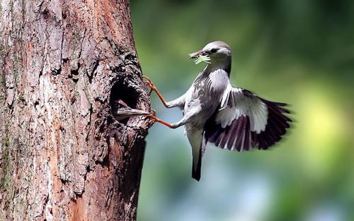 啄木鳥撞上高壓線，網友戲稱“血條消失術” 電纜安全警示引熱議